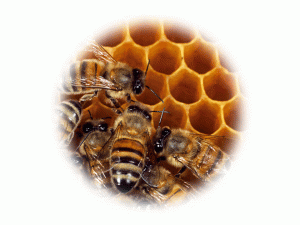 Bienenwabe Verpackungssyymbol