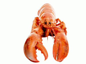lobster packaging symbol
